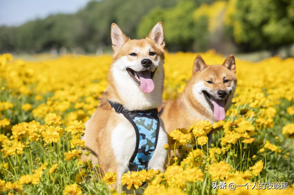 柴犬和中华田园犬的区别(柴犬和秋田犬的区别)