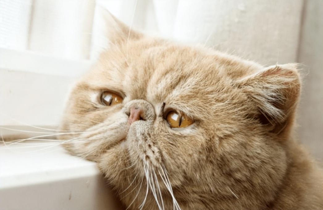 猫会无缘无故的猫瘟吗(好端端的猫怎么会突然猫瘟)