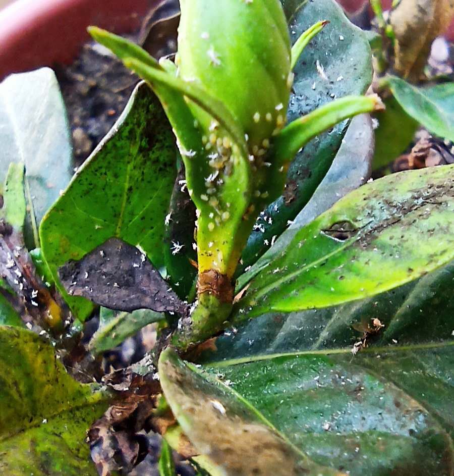 植物长蚜虫了怎么办小妙招（5个物理方法就能解决蚜虫）