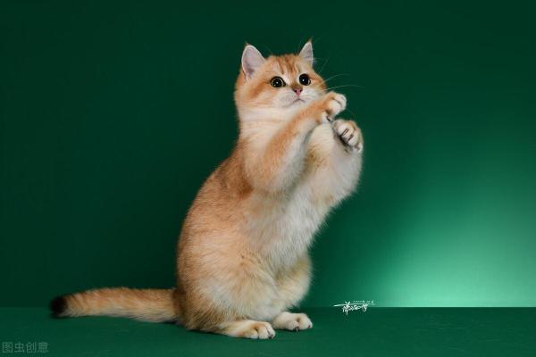 猫流眼泪是怎么回事（猫咪流眼泪是什么原因）