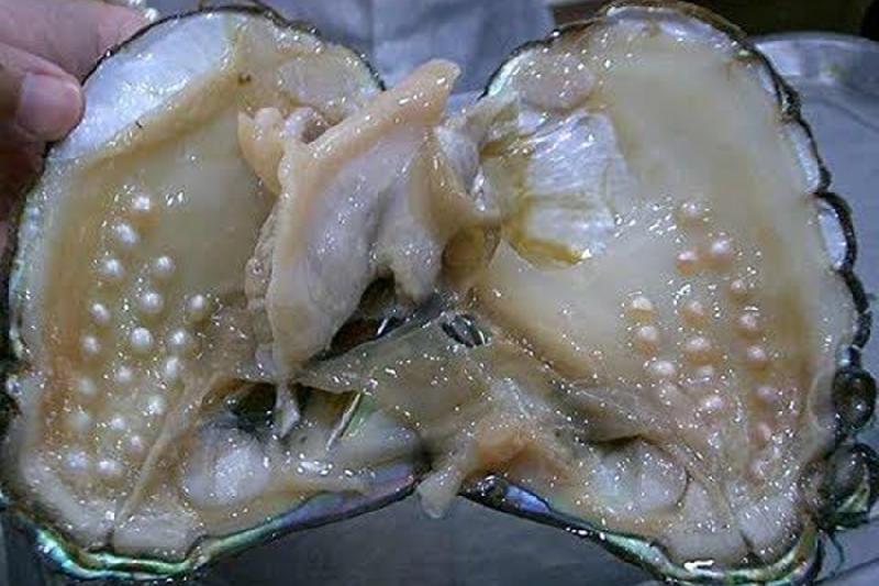 把珍珠取出来蚌会死吗（蚌壳打开取珍珠蚌会不会死）