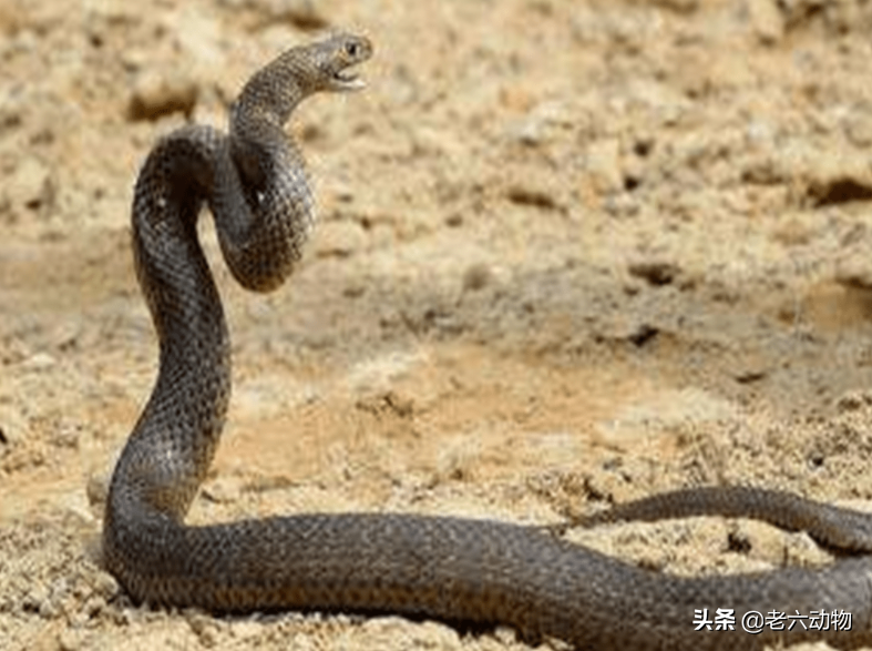 全球最毒的蛇第一名(世界上排名前五的毒蛇)